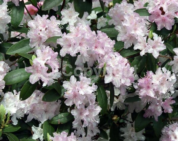 White blooms; Pink blooms; Evergreen