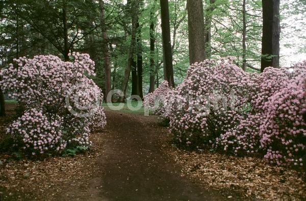 White blooms; Pink blooms; Evergreen