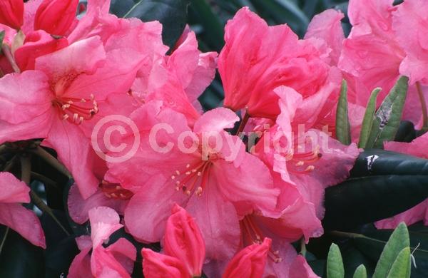 Pink blooms; Evergreen