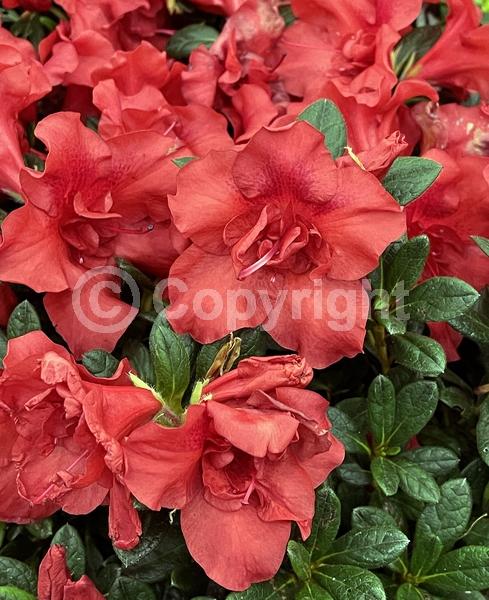 Red blooms; Evergreen