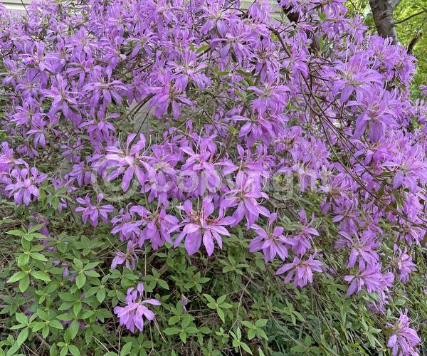 Lavender blooms; Evergreen; Broadleaf