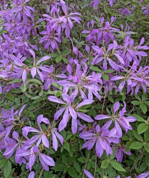 Lavender blooms; Evergreen; Broadleaf