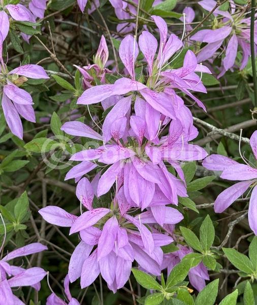 Lavender blooms; Evergreen; Broadleaf