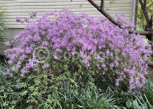 Lavender blooms; Evergreen; Broadleaf