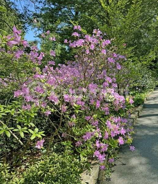 Purple blooms; Evergreen