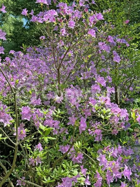 Purple blooms; Evergreen