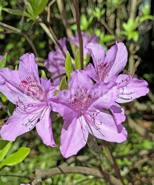 Purple blooms; Evergreen