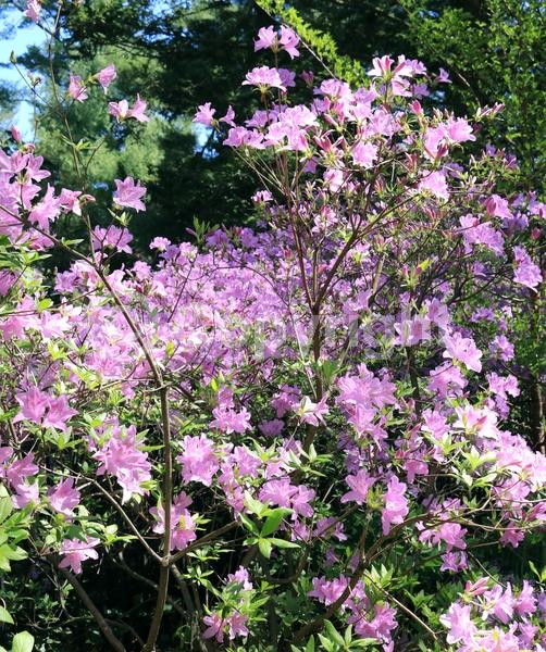 Purple blooms; Evergreen