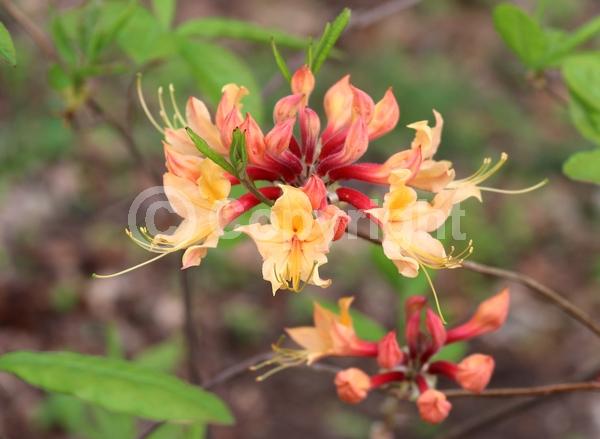 Orange blooms; Yellow blooms; Deciduous; Broadleaf; North American Native