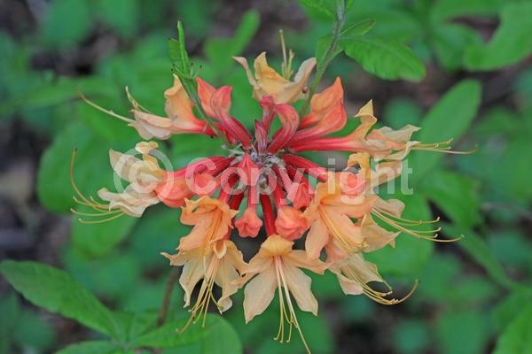Orange blooms; Yellow blooms; Deciduous; Broadleaf; North American Native