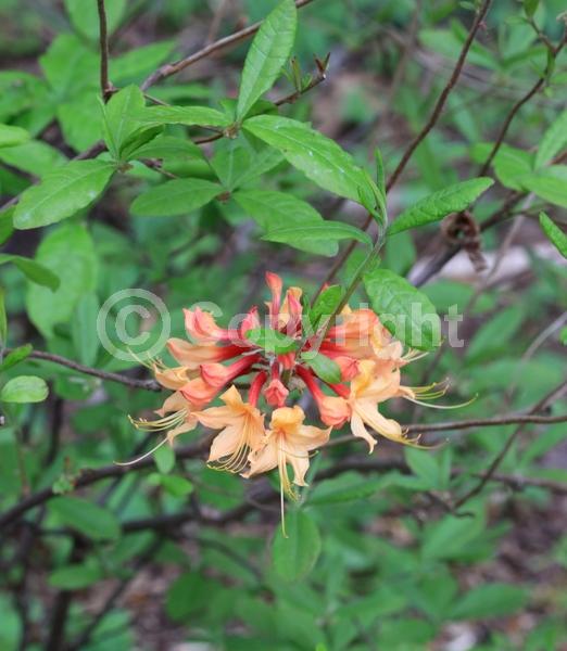 Orange blooms; Yellow blooms; Deciduous; Broadleaf; North American Native