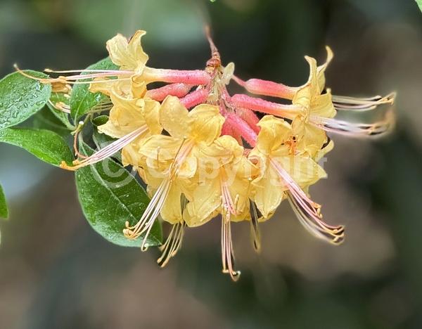 Orange blooms; Evergreen; North American Native