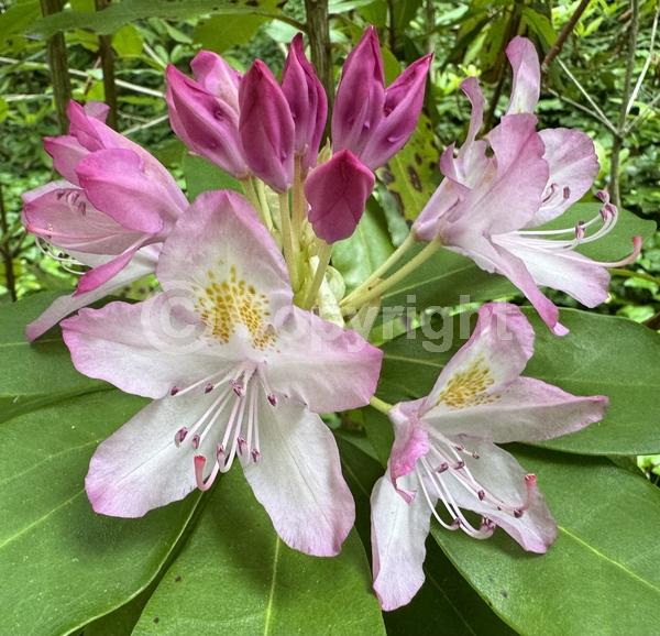 Orange blooms; Yellow blooms; Purple blooms; White blooms; Pink blooms; Evergreen; Broadleaf; North American Native