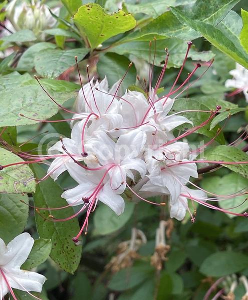 White blooms; Pink blooms; Deciduous; Broadleaf; North American Native