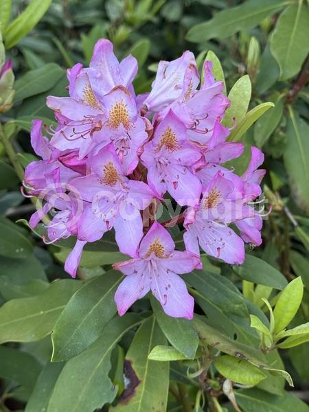 Orange blooms; Yellow blooms; Purple blooms; White blooms; Pink blooms; Evergreen; Broadleaf; North American Native