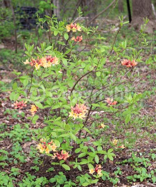 Orange blooms; Yellow blooms; Deciduous; Broadleaf; North American Native