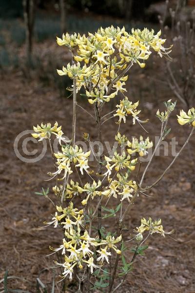 Orange blooms; Yellow blooms; Deciduous; Broadleaf; North American Native