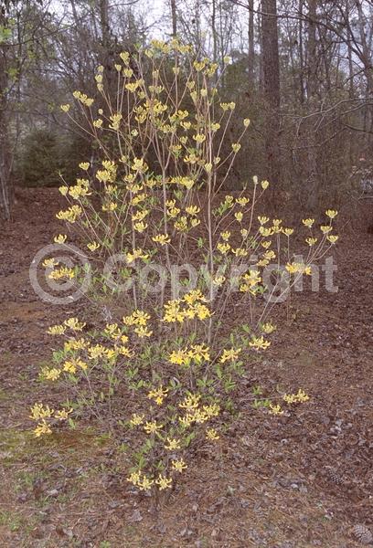 Orange blooms; Yellow blooms; Deciduous; Broadleaf; North American Native
