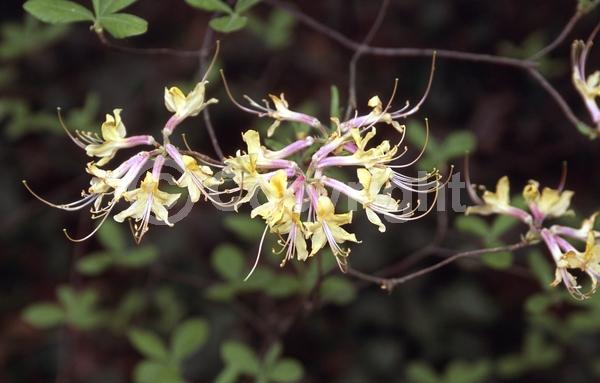Orange blooms; Yellow blooms; Deciduous; Broadleaf; North American Native