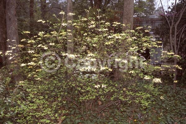 Orange blooms; Yellow blooms; Deciduous; Broadleaf; North American Native