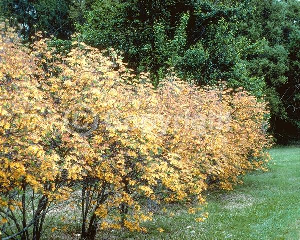 Orange blooms; Yellow blooms; Deciduous; Broadleaf; North American Native