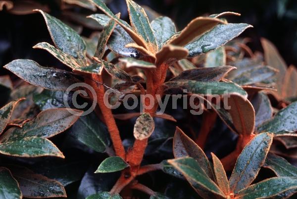 White blooms; Pink blooms; Evergreen