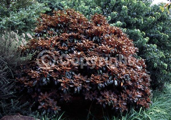 White blooms; Pink blooms; Evergreen