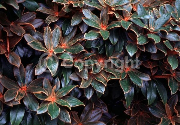 White blooms; Pink blooms; Evergreen