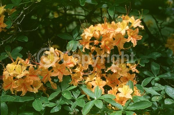 Orange blooms; Evergreen; North American Native