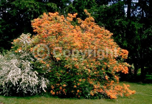 Orange blooms; Evergreen; North American Native