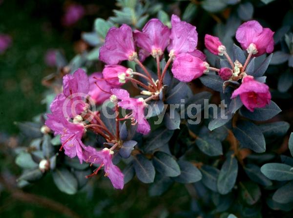 Purple blooms; Pink blooms