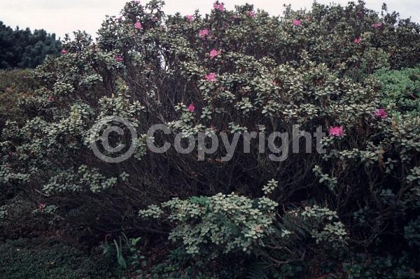 Purple blooms; Pink blooms