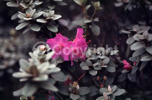 Purple blooms; Pink blooms