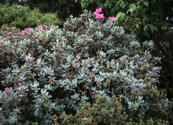 Purple blooms; Pink blooms