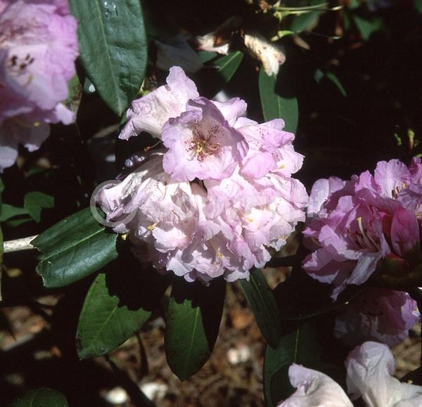 Purple blooms; Pink blooms