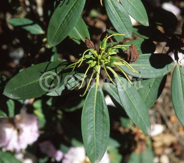 Purple blooms; Pink blooms