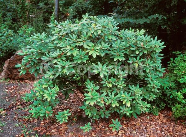 Evergreen; Broadleaf; North American Native
