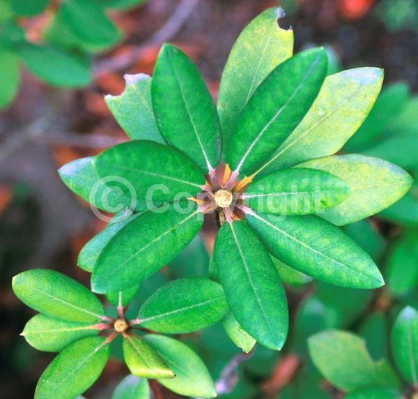 Evergreen; Broadleaf; North American Native