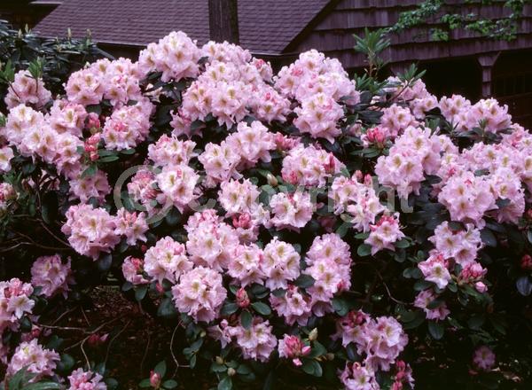 Pink blooms; Deciduous; Broadleaf