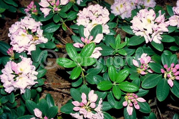 Pink blooms; Deciduous; Broadleaf