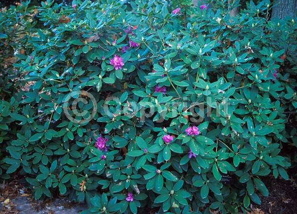 Purple blooms; Evergreen; Broadleaf