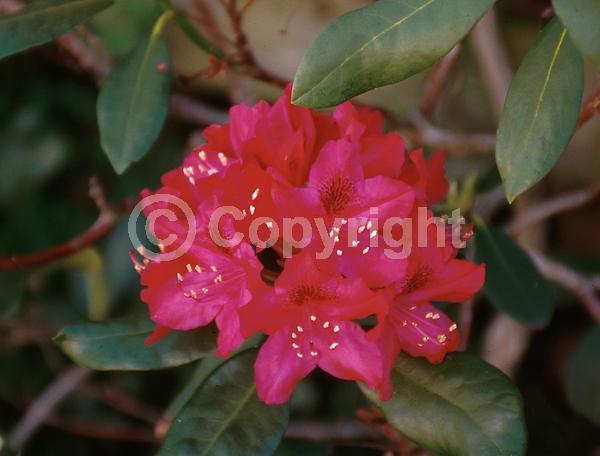 Red blooms; Evergreen; Broadleaf; North American Native