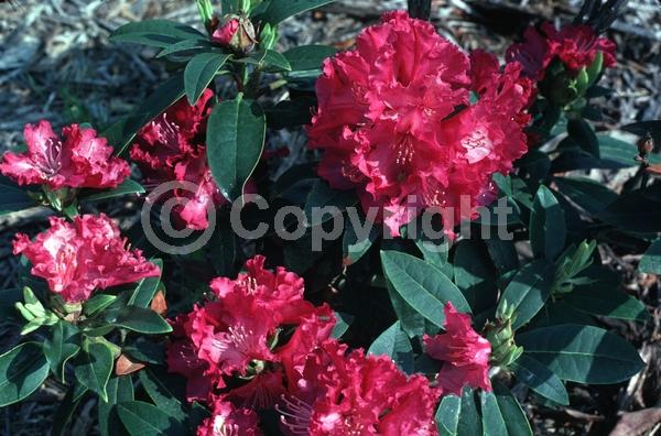 Purple blooms; Evergreen; Broadleaf
