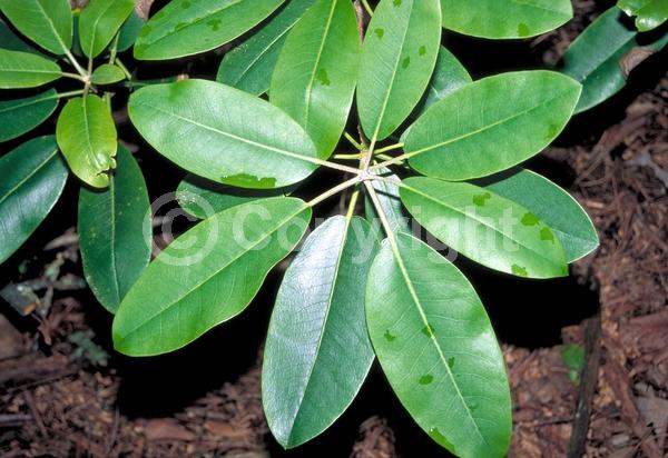 Red blooms; Purple blooms; Pink blooms; Lavender blooms; Evergreen; Broadleaf; North American Native