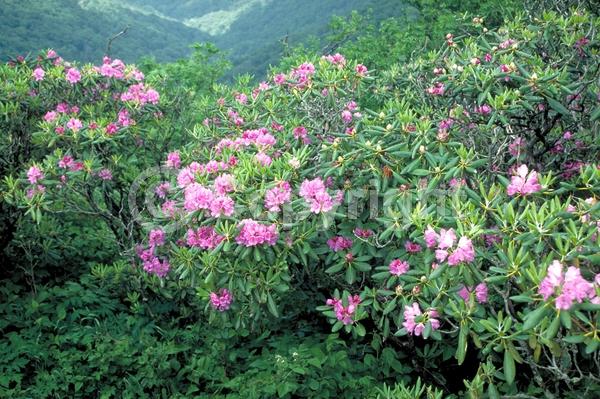 Red blooms; Purple blooms; Pink blooms; Lavender blooms; Evergreen; Broadleaf; North American Native