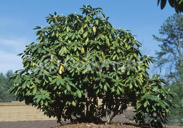 Red blooms; Purple blooms; Pink blooms; Lavender blooms; Evergreen; Broadleaf; North American Native