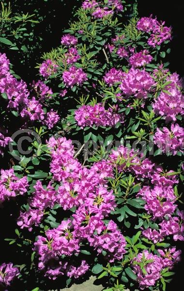 Red blooms; Purple blooms; Pink blooms; Lavender blooms; Evergreen; Broadleaf; North American Native