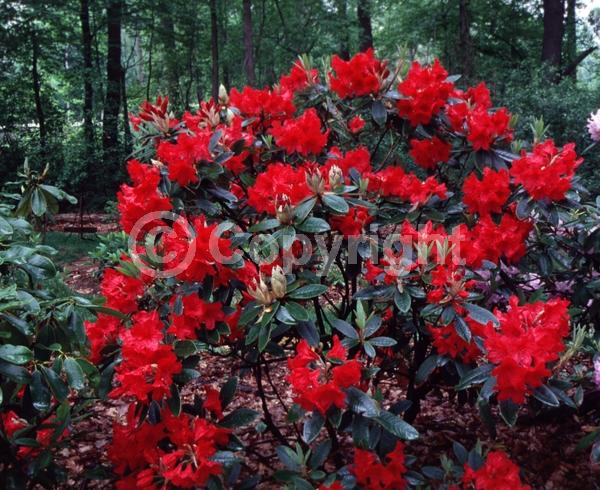 Red blooms; Evergreen; Broadleaf