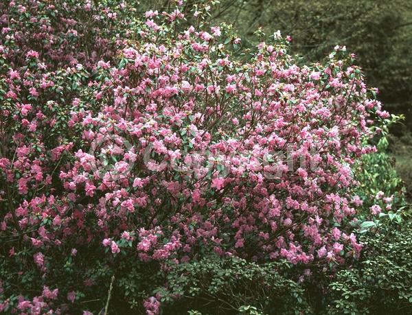 Purple blooms; Semi-evergreen
