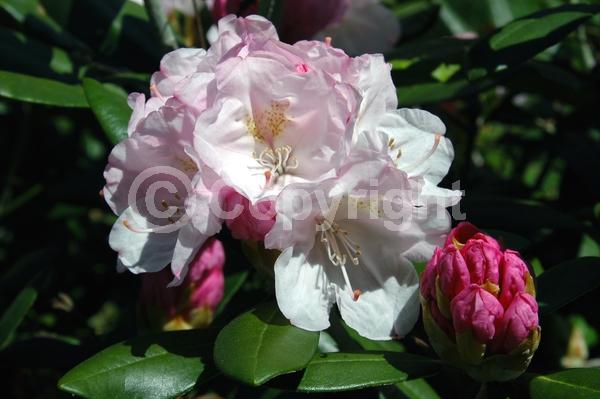 Pink blooms; Evergreen; Broadleaf